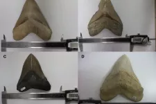 Bild på tänder från förhistorisk jättehaj.